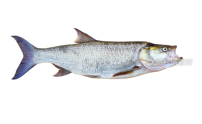 Asp鱼- Aspius Aspius。